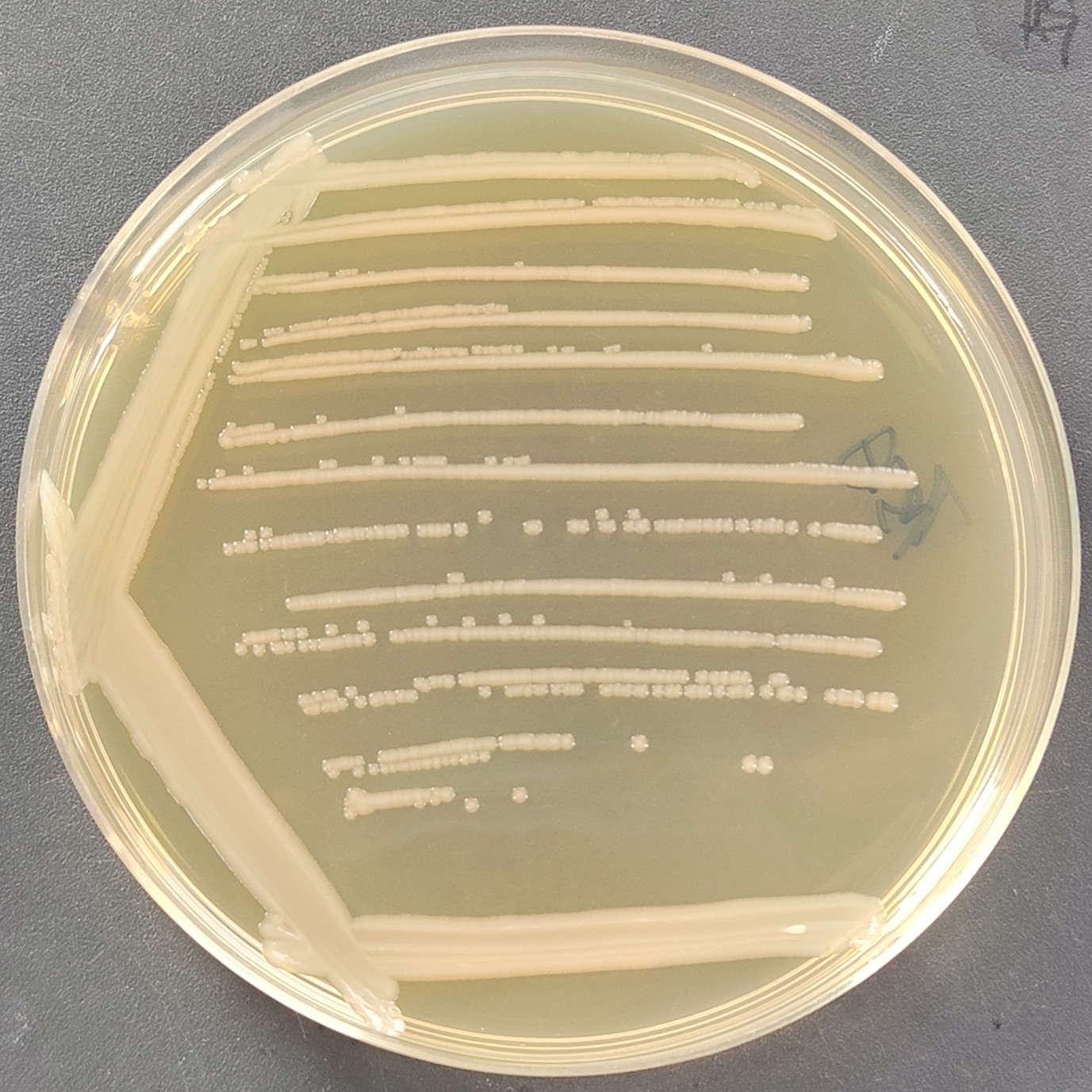 Salmonella enterica subsp. enterica-BNCC