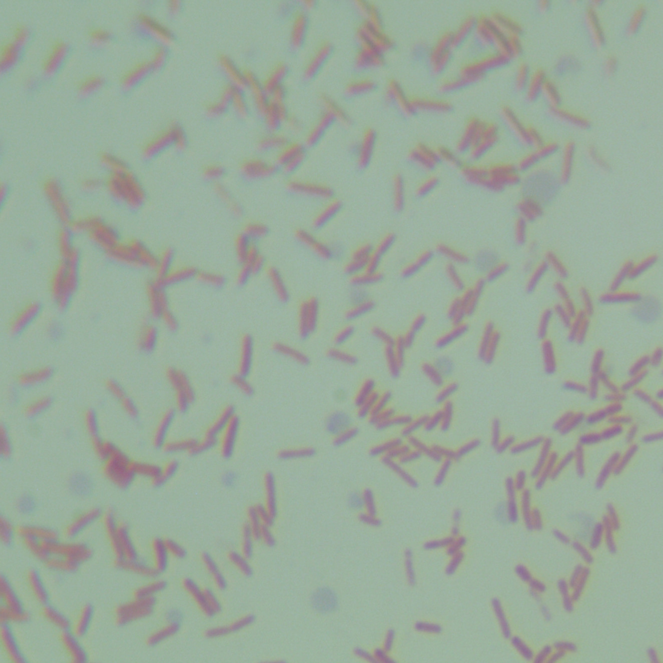 Pseudomonas aeruginosa-BNCC