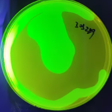 Pseudomonas aeruginosa-BNCC