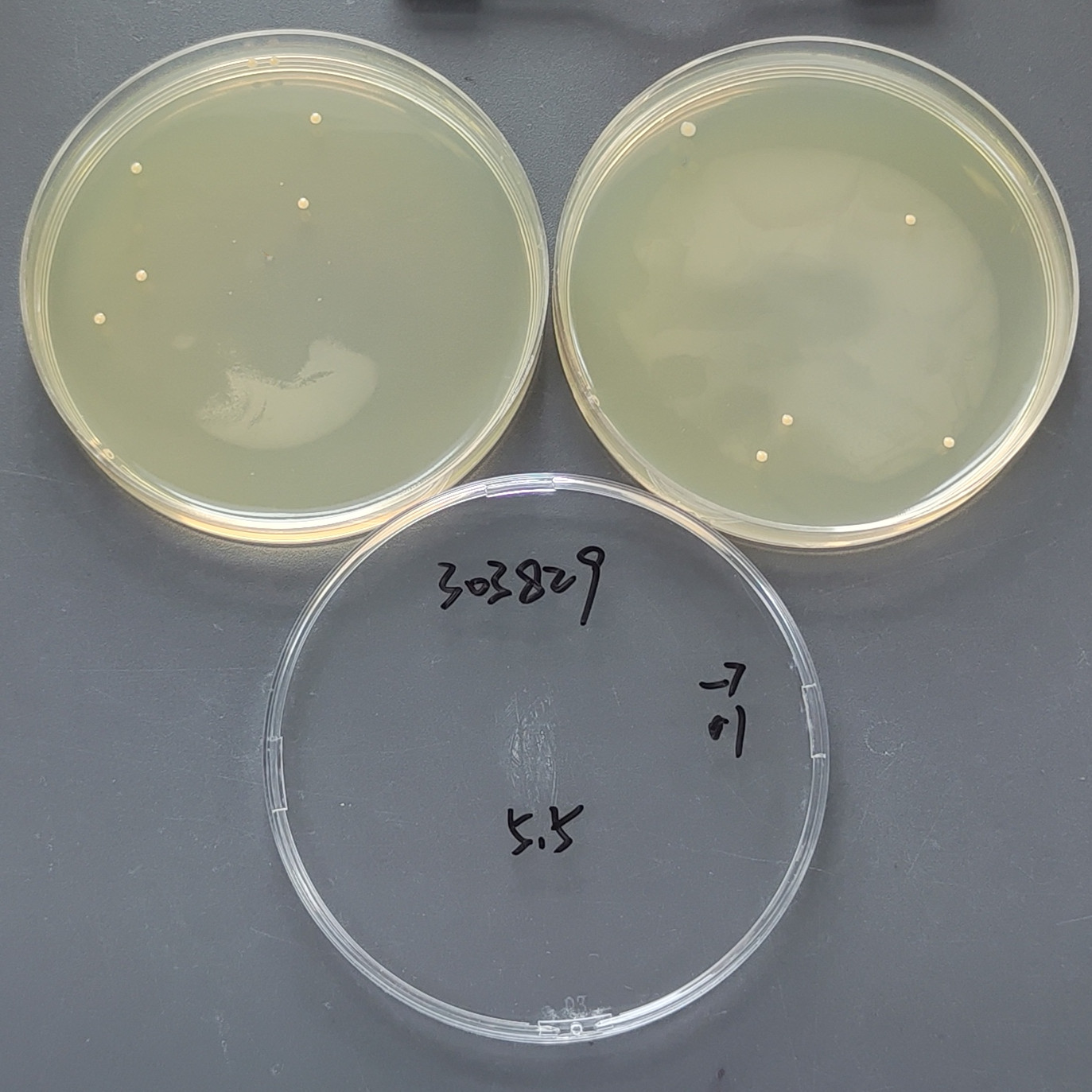 Staphylococcus aureus subspecies-BNCC
