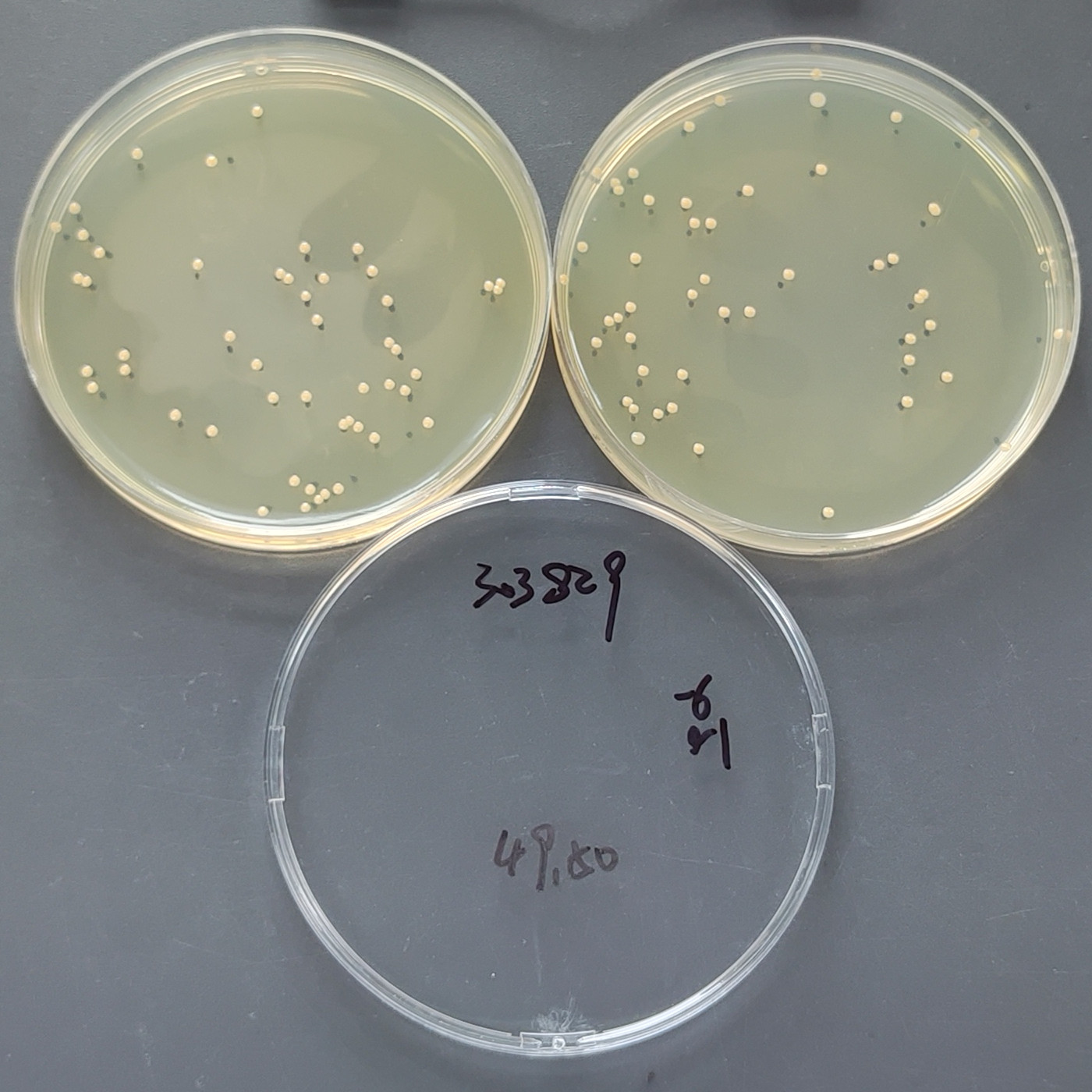 Staphylococcus aureus subspecies-BNCC