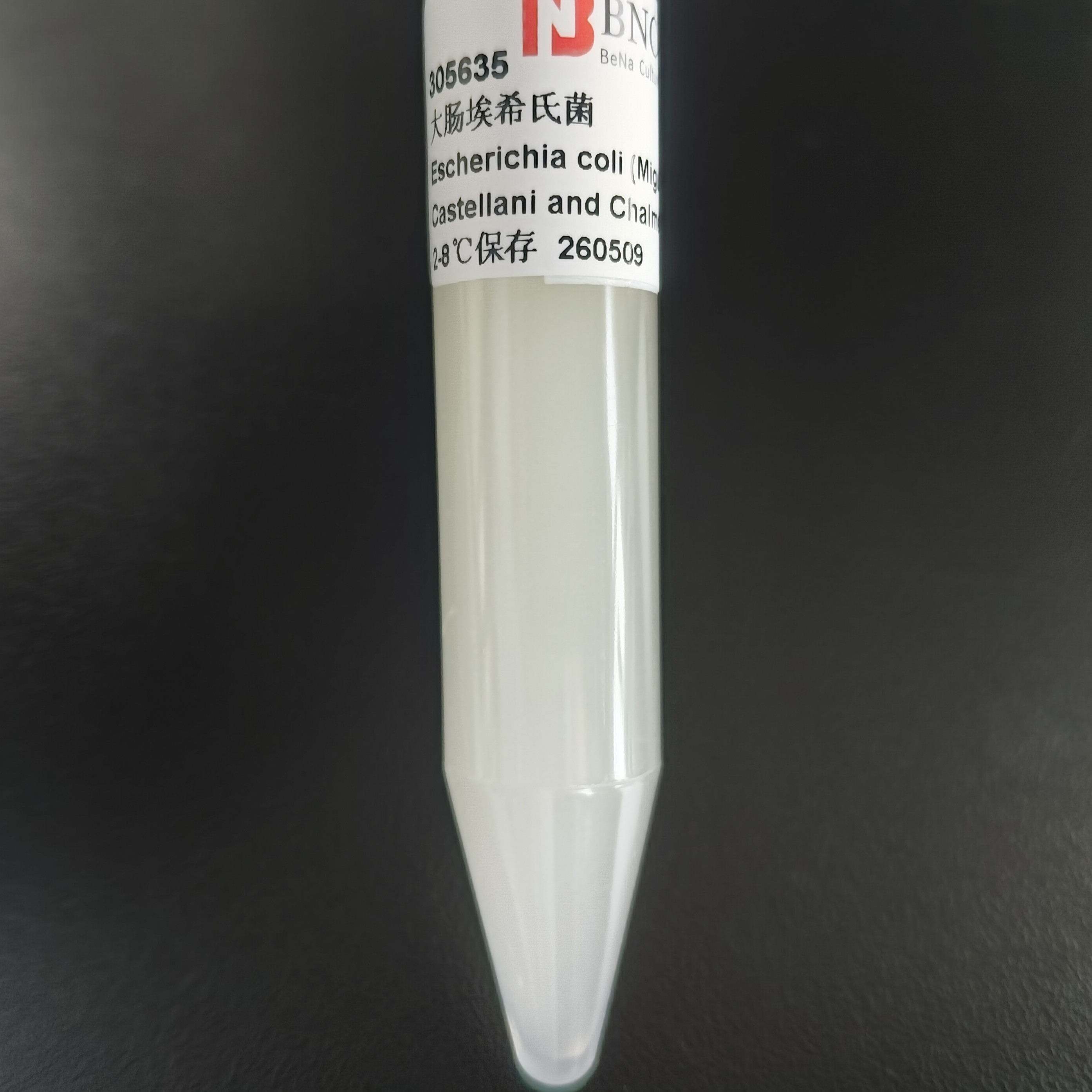 Escherichia coli-BNCC