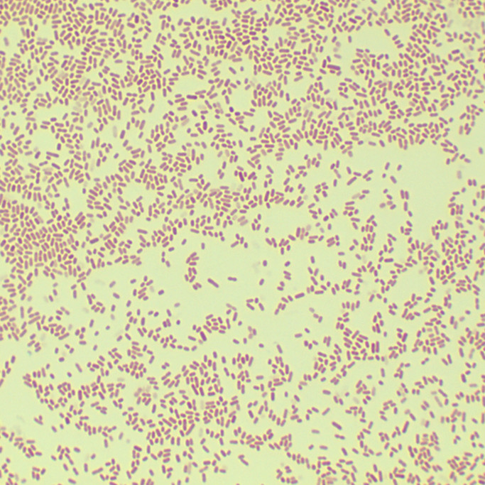 Escherichia coli-BNCC