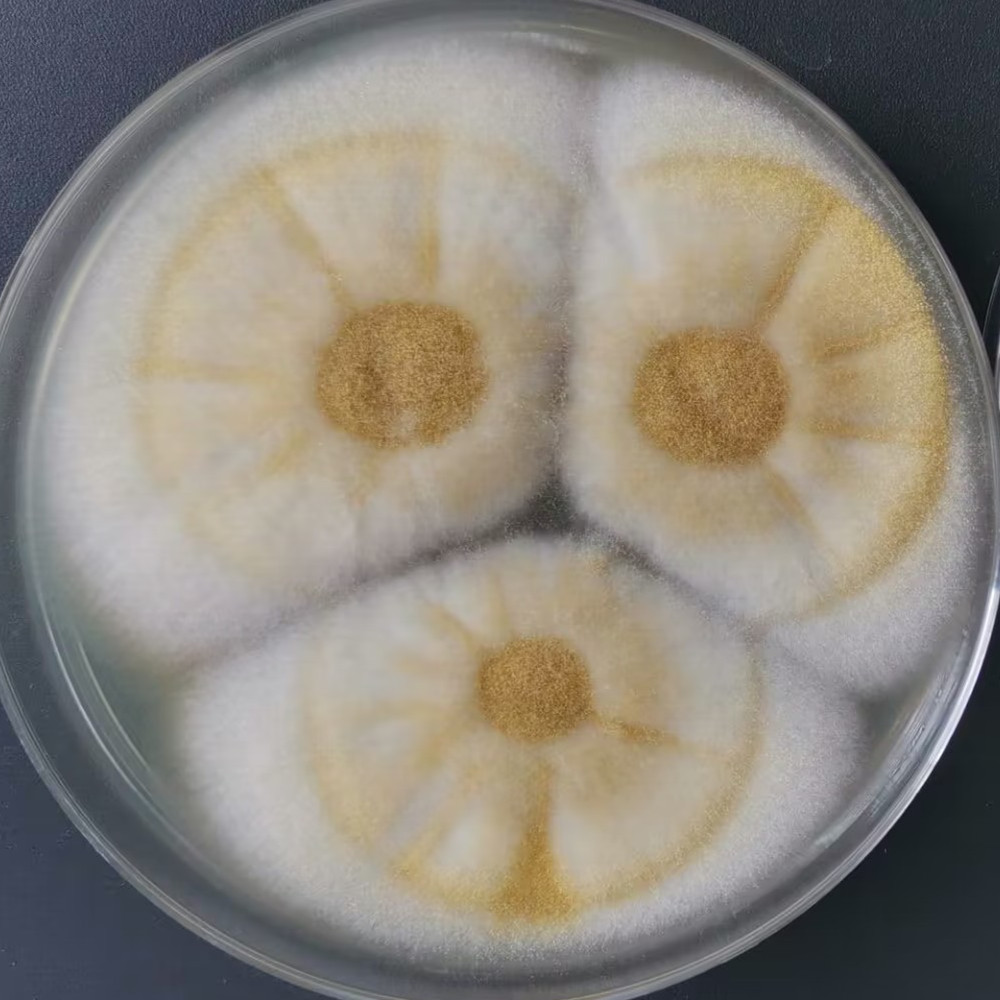 Aspergillus-BNCC