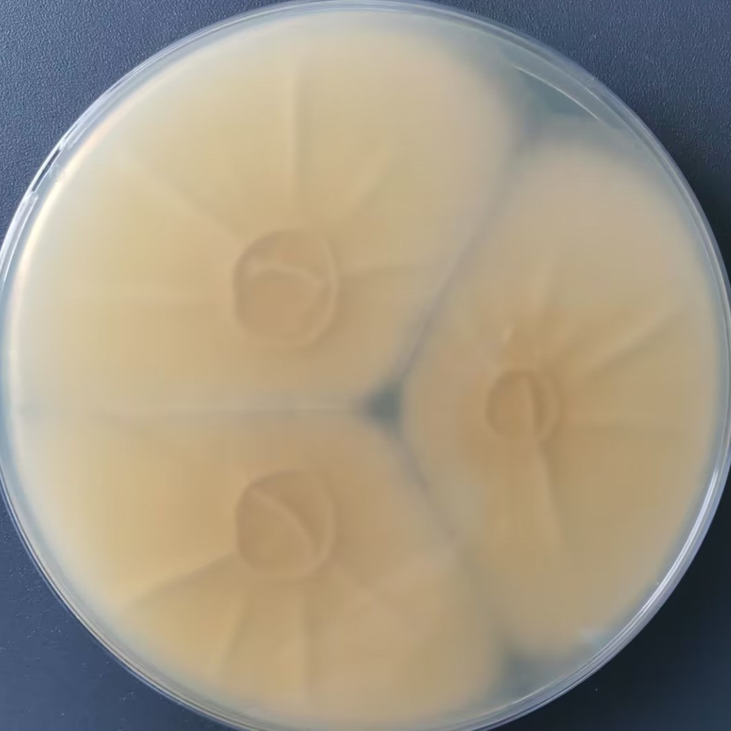 Aspergillus-BNCC