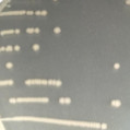 Escherichia coli-BNCC