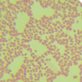 Escherichia coli-BNCC
