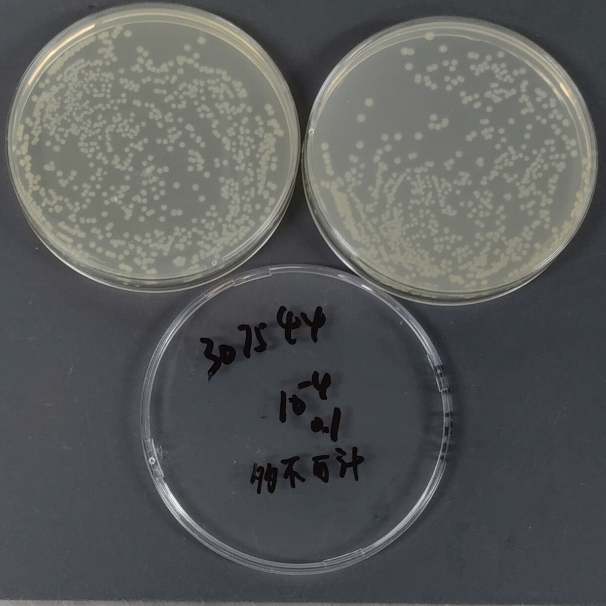 Escherichia coli O157: H7-BNCC