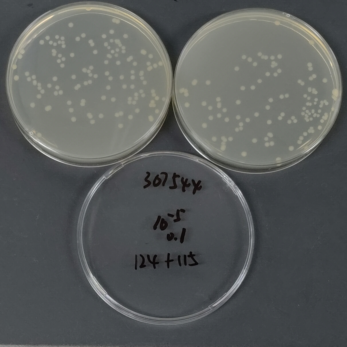 Escherichia coli O157: H7-BNCC