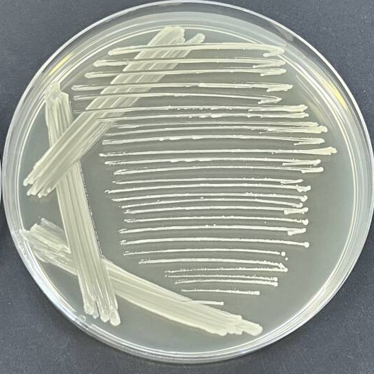 Oral actinomycetes-BNCC