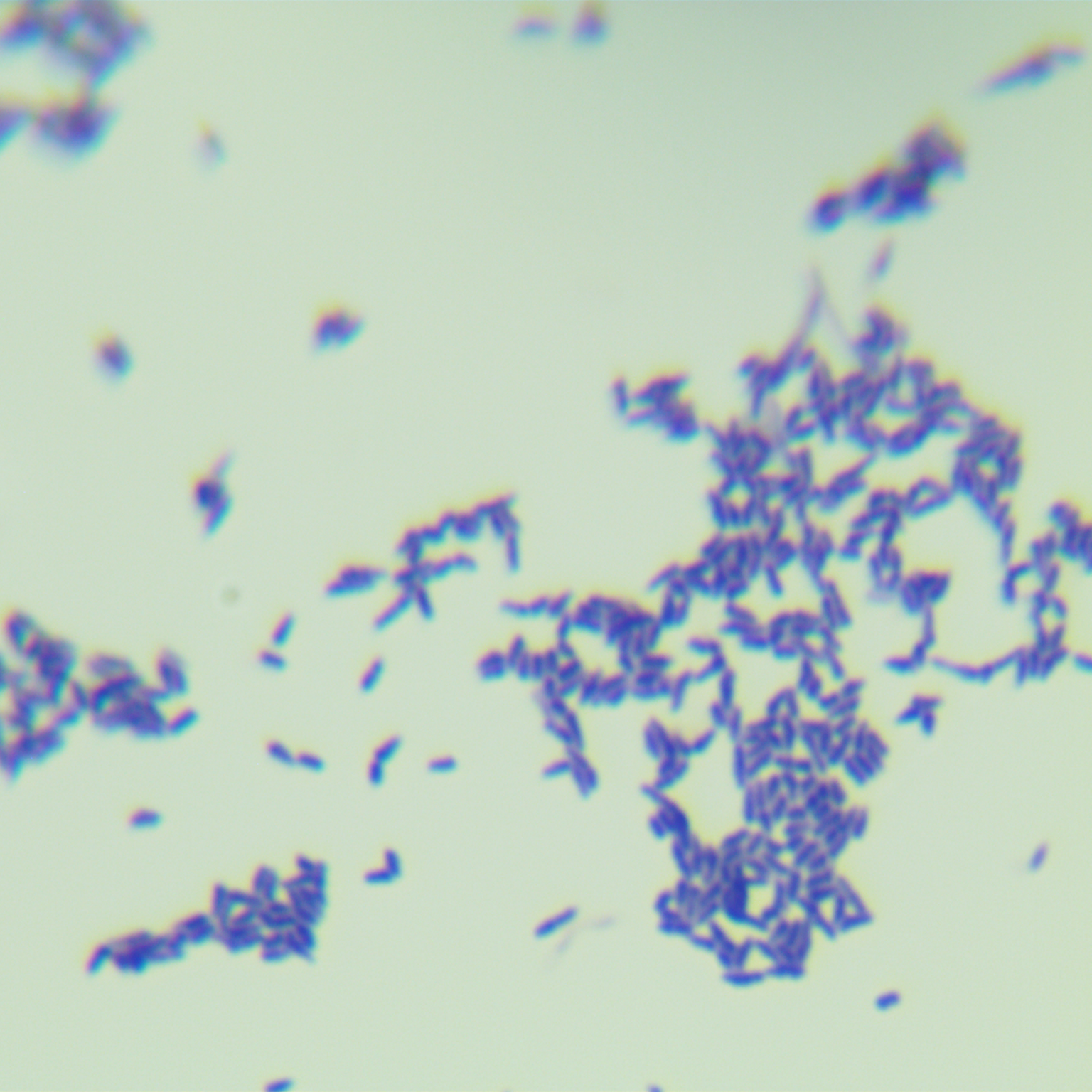 Oral actinomycetes-BNCC