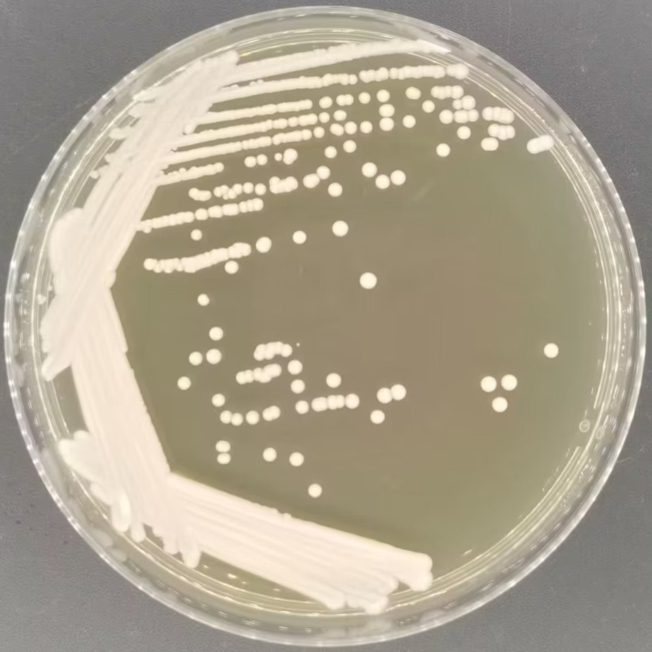 Candida albicans-BNCC