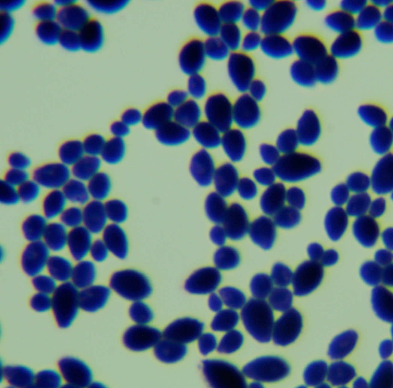 Candida albicans-BNCC