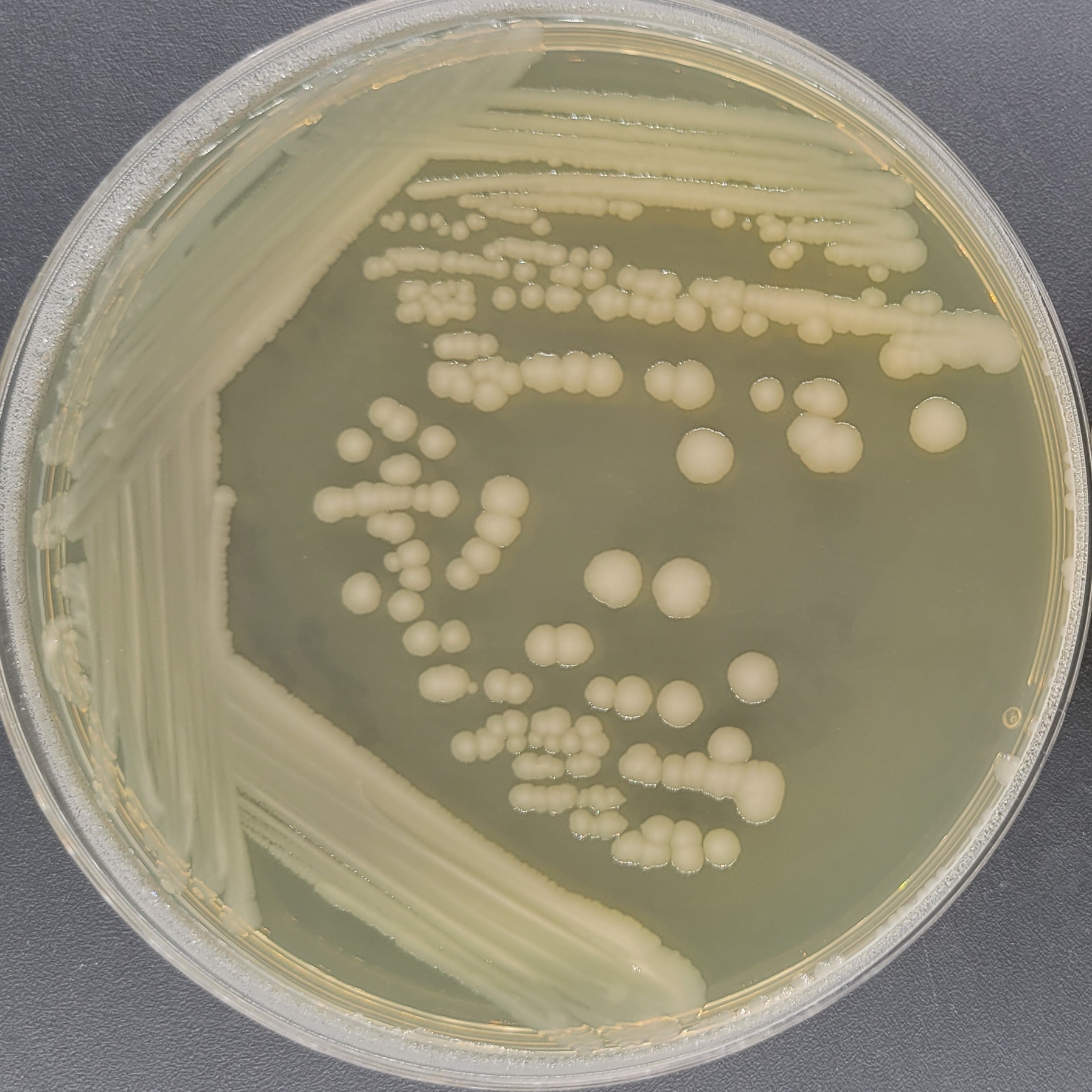 Salmonella Enteritidis subsp. Enteritidis-BNCC