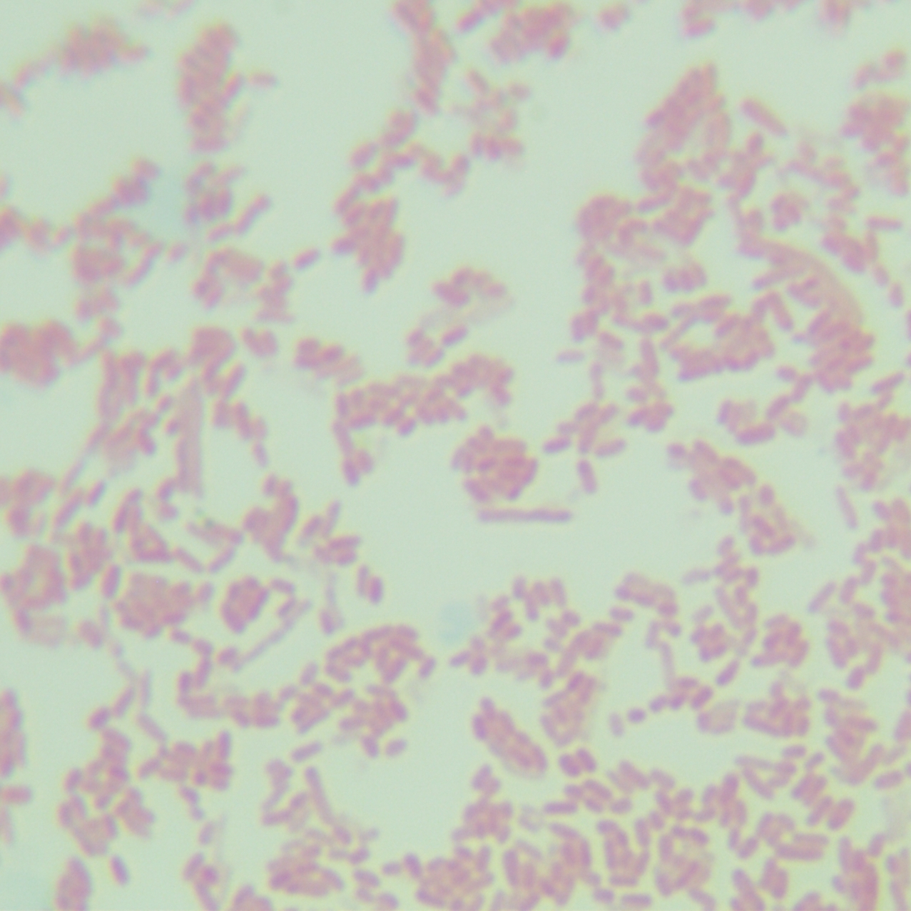 Salmonella Enteritidis subsp. Enteritidis-BNCC