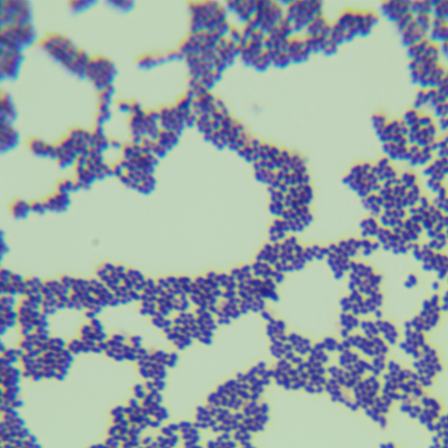 Streptococcus agalactiae-BNCC