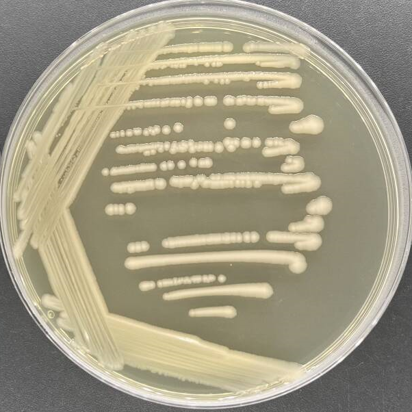 Salmonella Enteritidis subsp. Enteritidis-BNCC