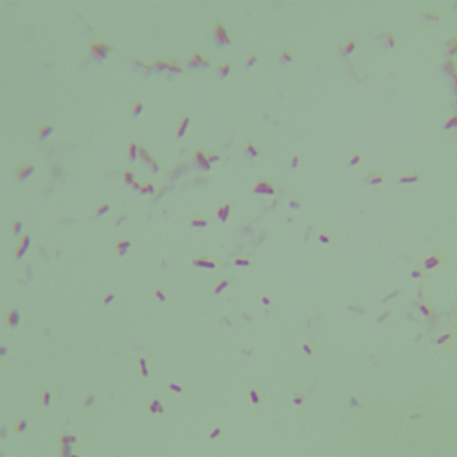 Salmonella Enteritidis subsp. Enteritidis-BNCC
