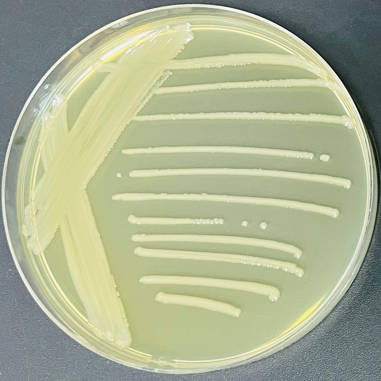 Salmonella Enteritidis subsp. Enteritidis-BNCC