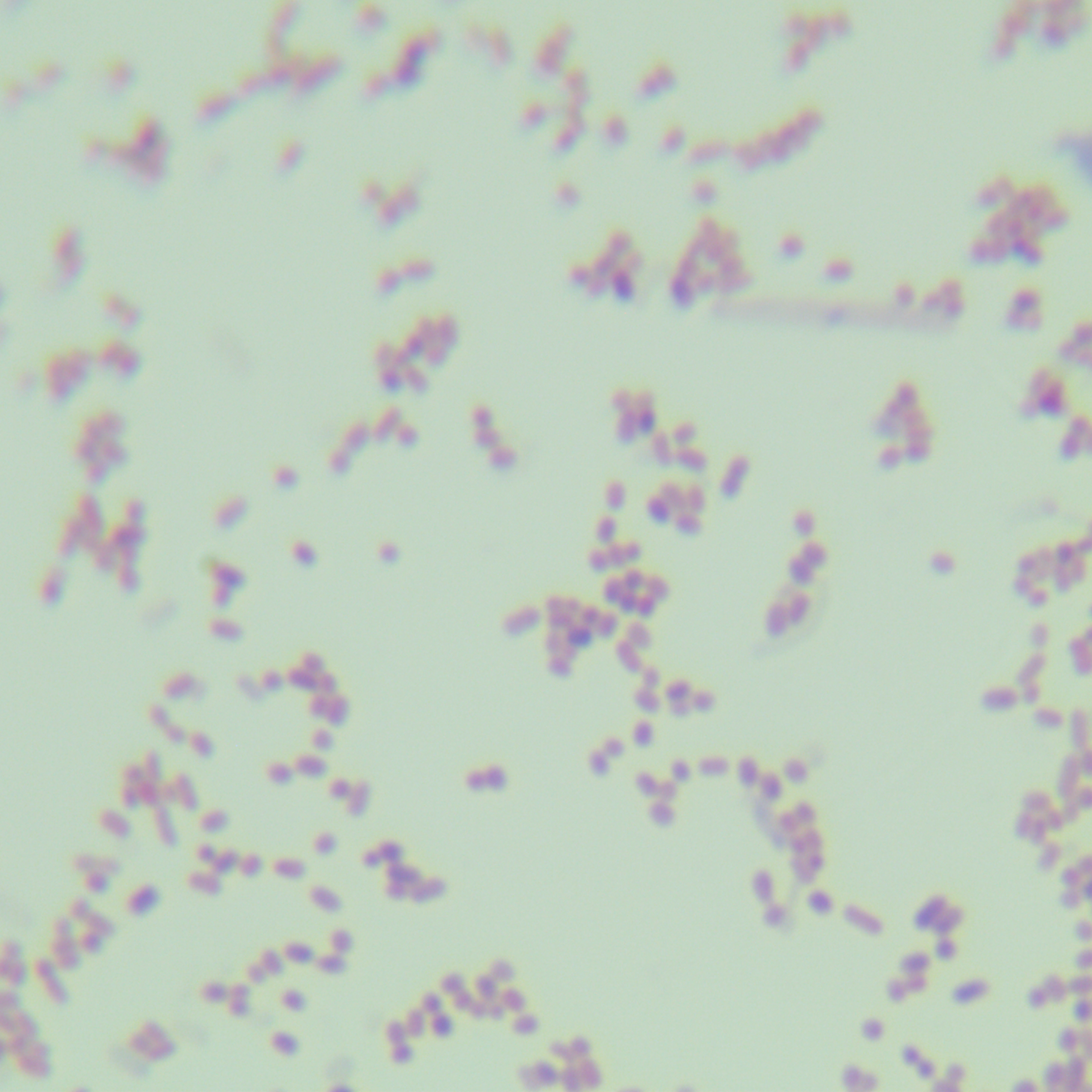 Salmonella Enteritidis subsp. Enteritidis-BNCC