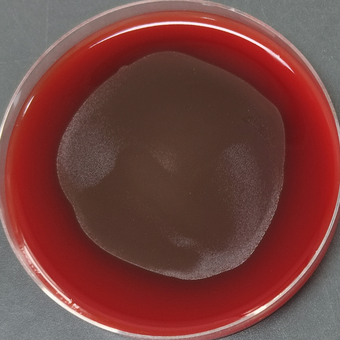 Streptococcus thermophilus-BNCC