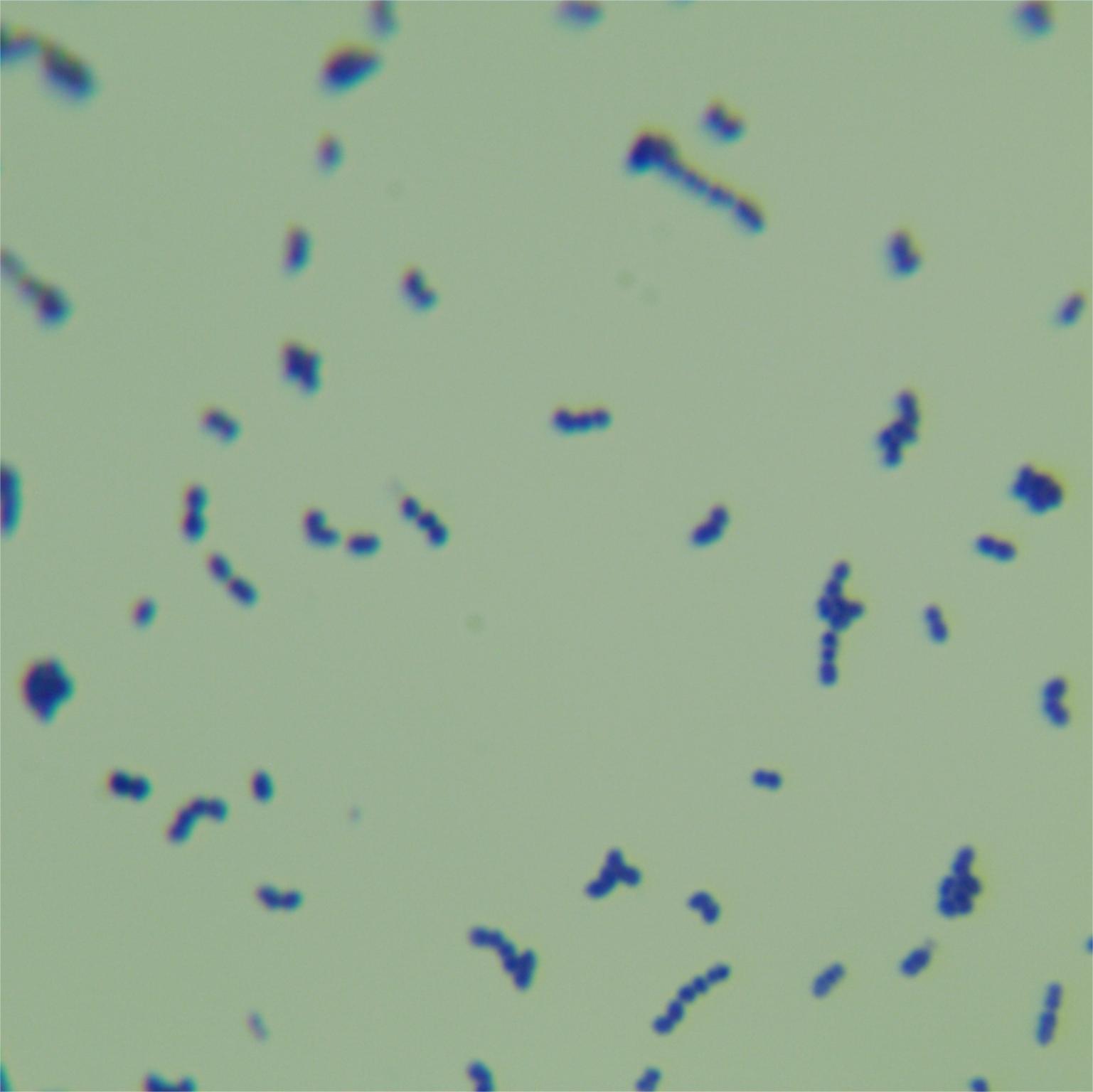 Streptococcus thermophilus-BNCC