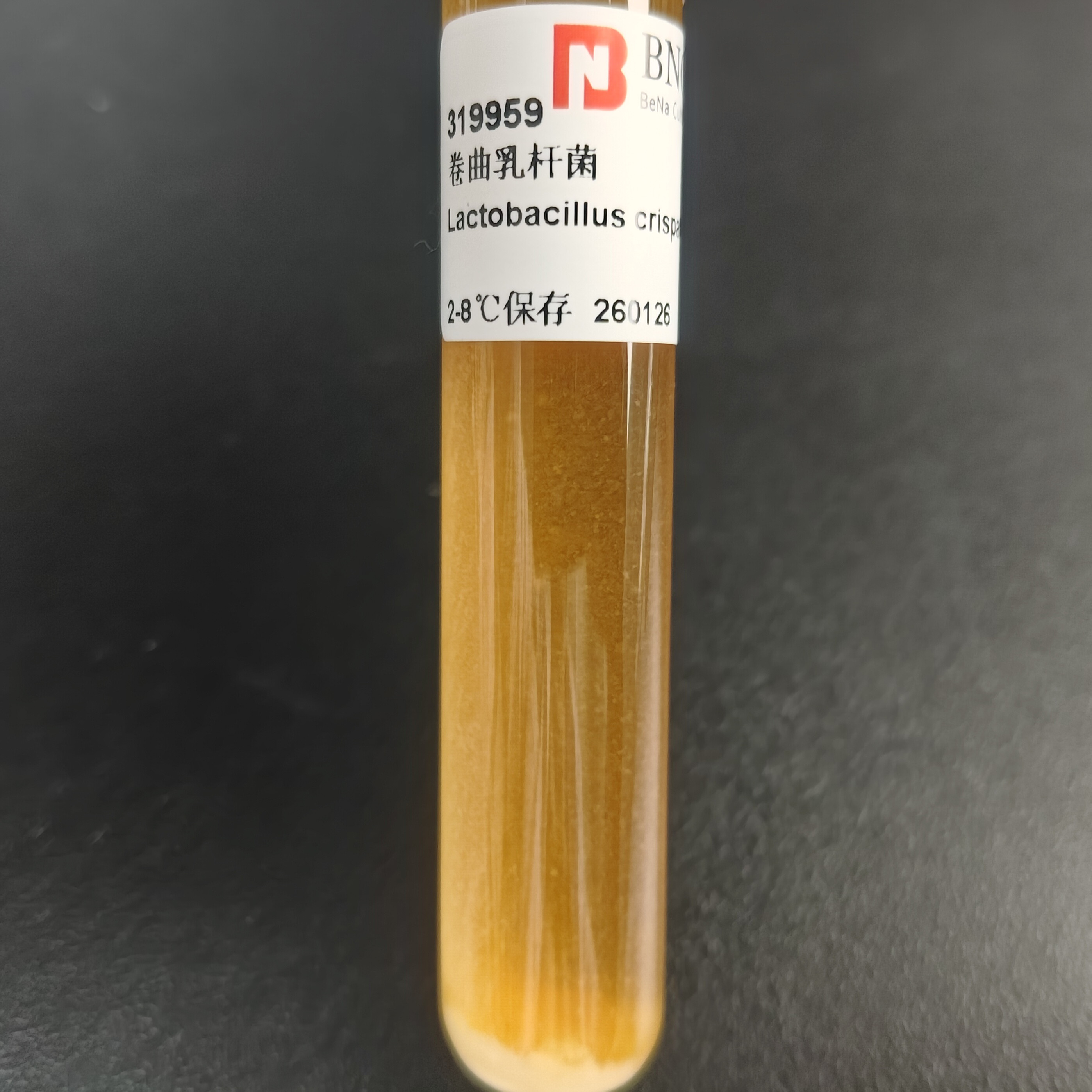 Curling Lactobacillus-BNCC