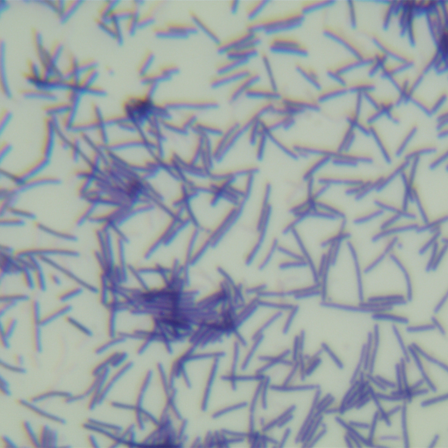 Curling Lactobacillus-BNCC