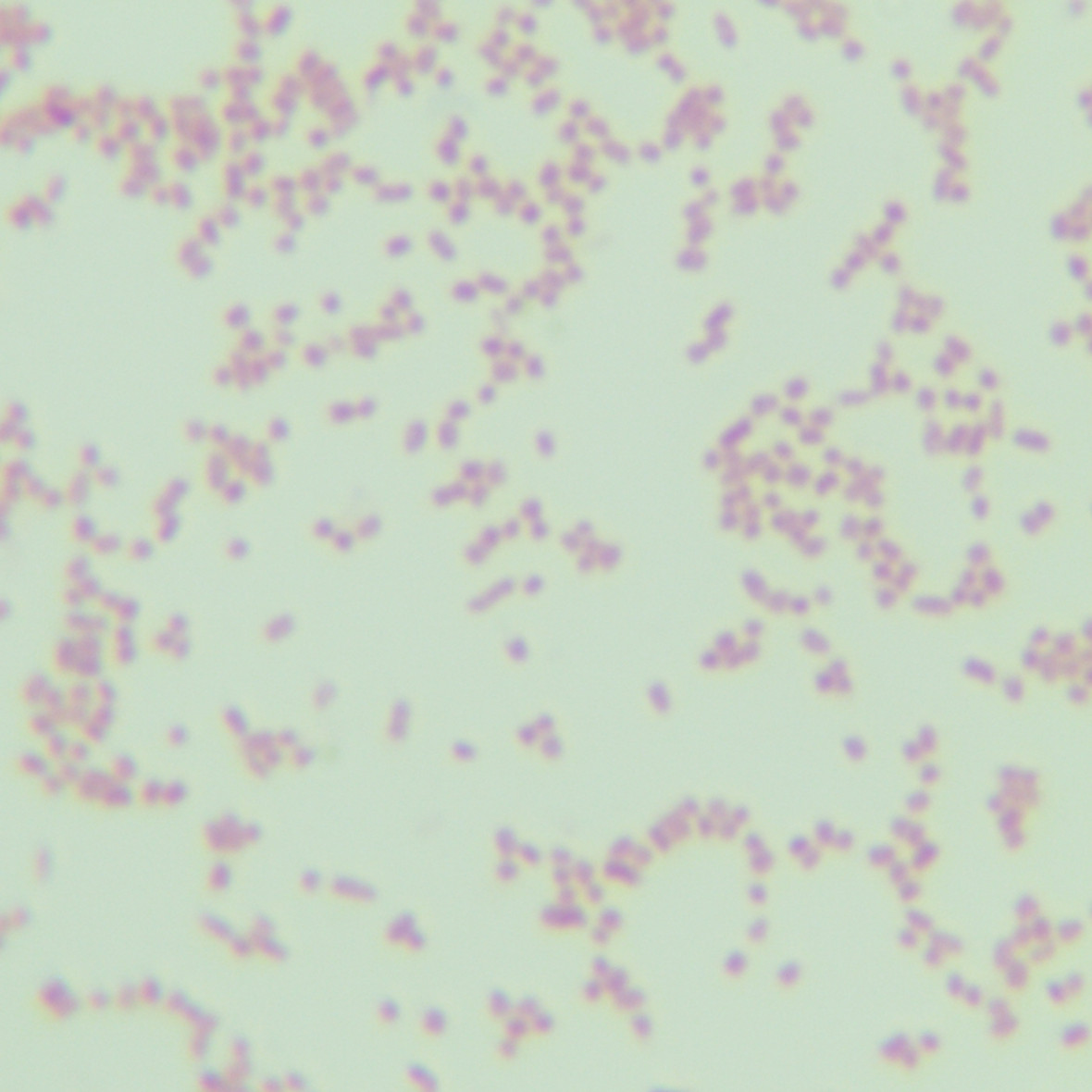 Salmonella Enteritidis-BNCC