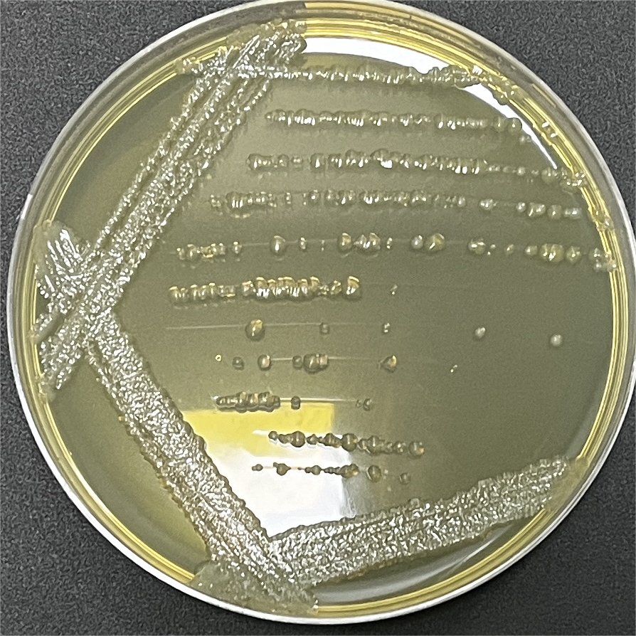 Photorhabdus luminescence-BNCC