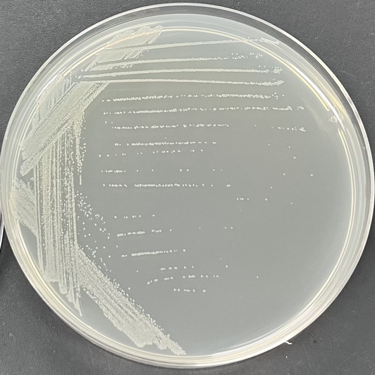 Vibrio parahaemolyticus-BNCC