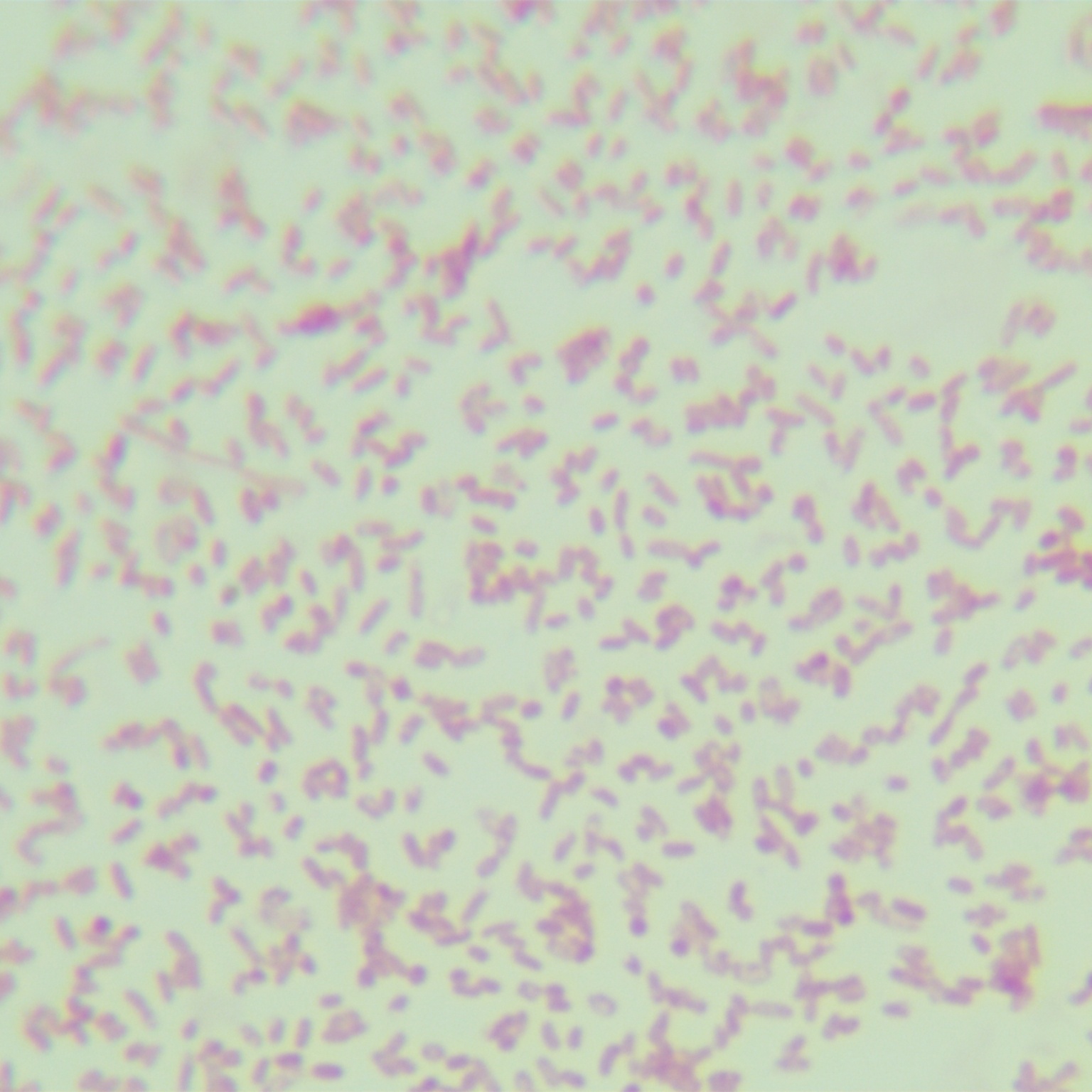 Vibrio parahaemolyticus-BNCC