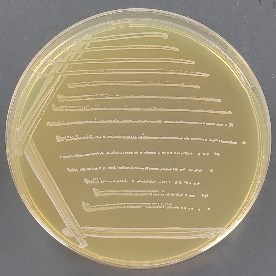 Enterococcus faecalis-BNCC