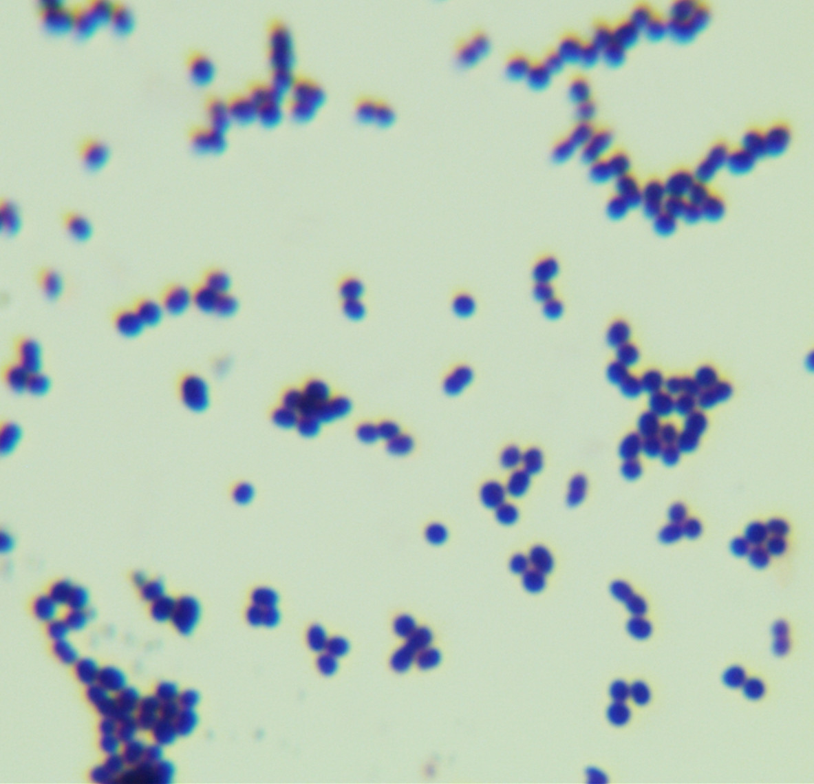 Enterococcus faecalis-BNCC