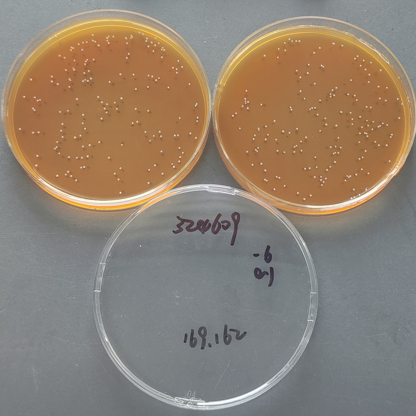 Lactobacillus plantarum subspecies-BNCC