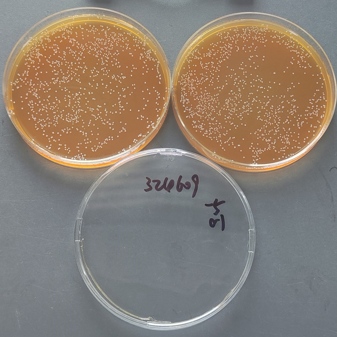 Lactobacillus plantarum subspecies-BNCC