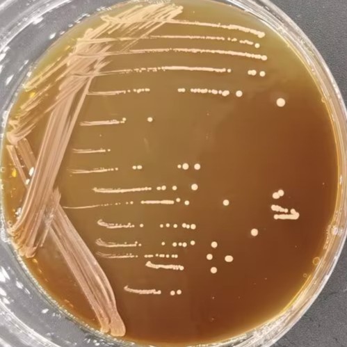 Lactobacillus plantarum-BNCC