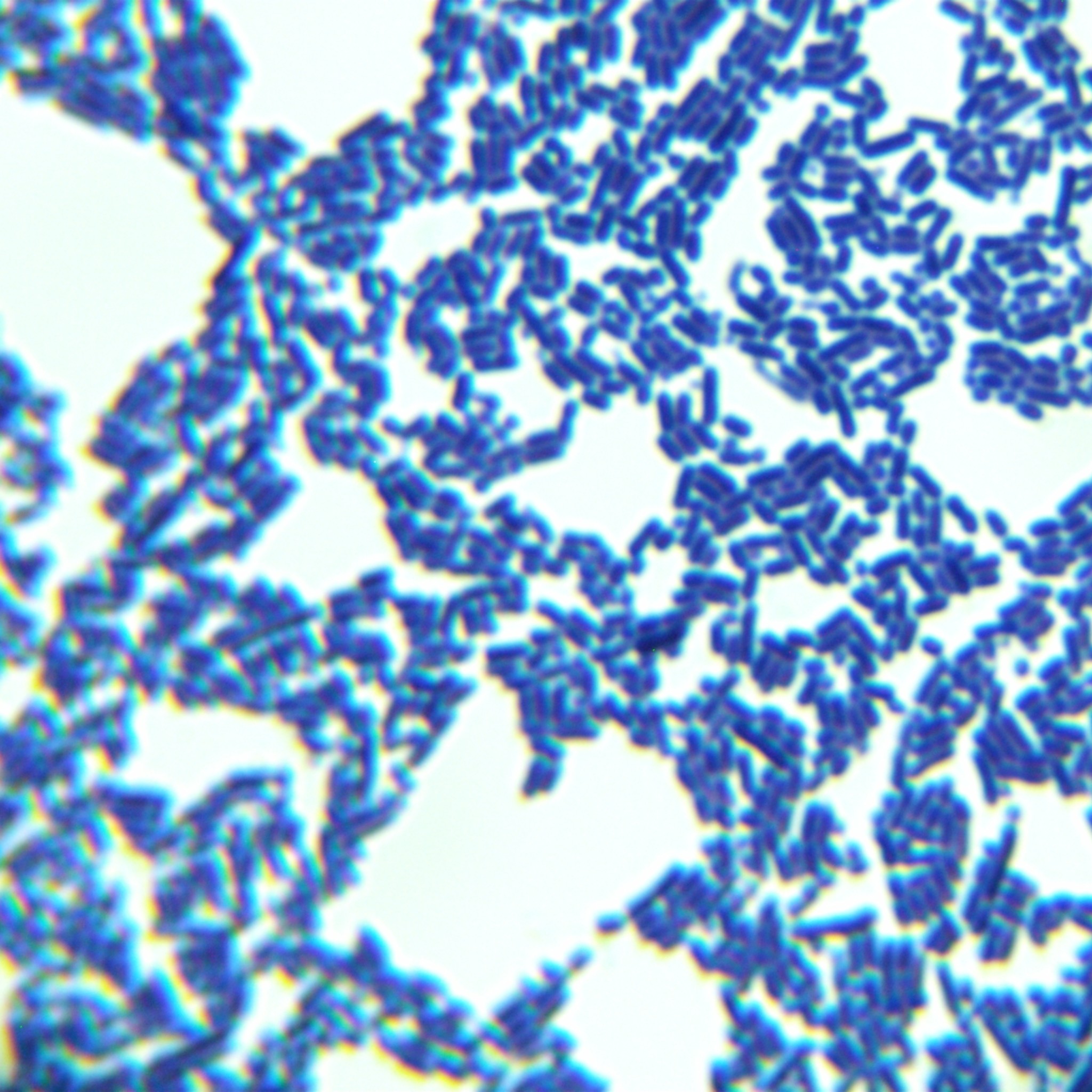Lactobacillus plantarum-BNCC