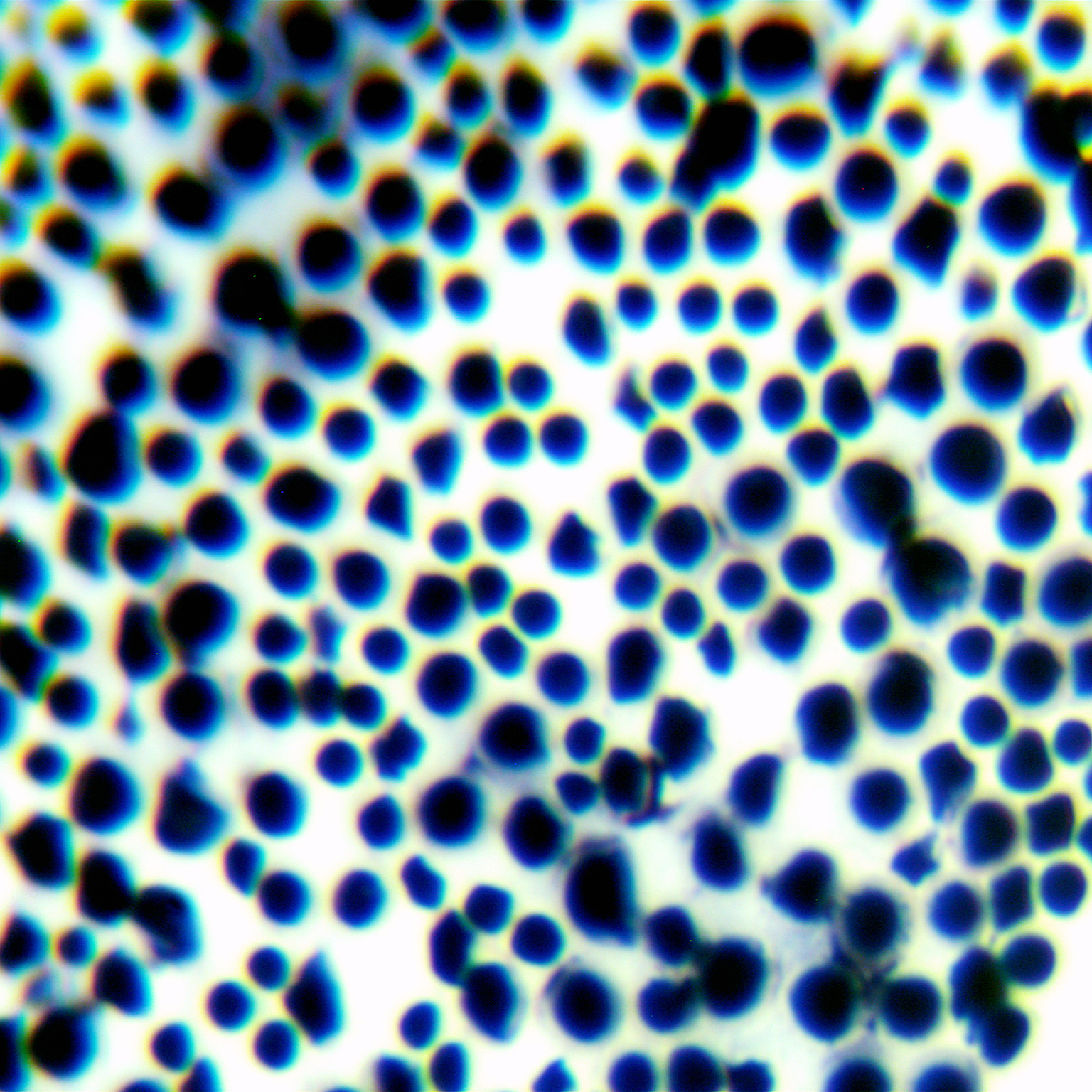Cryptococcus vaginalis-BNCC