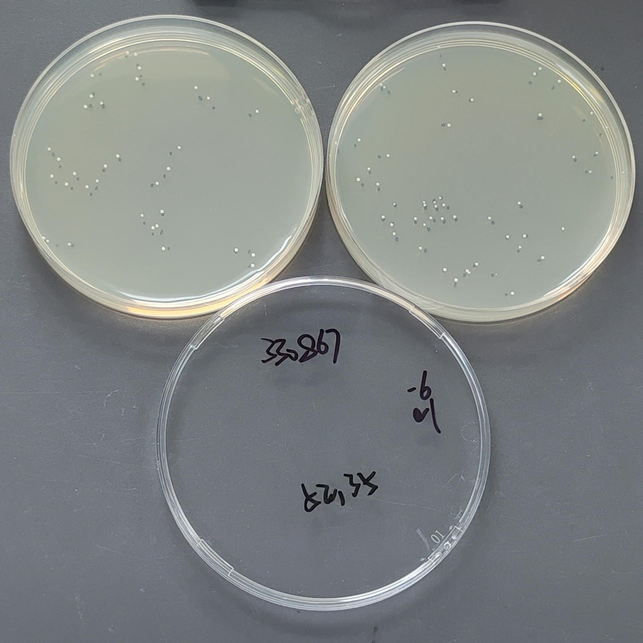 Staphylococcus epidermidis-BNCC