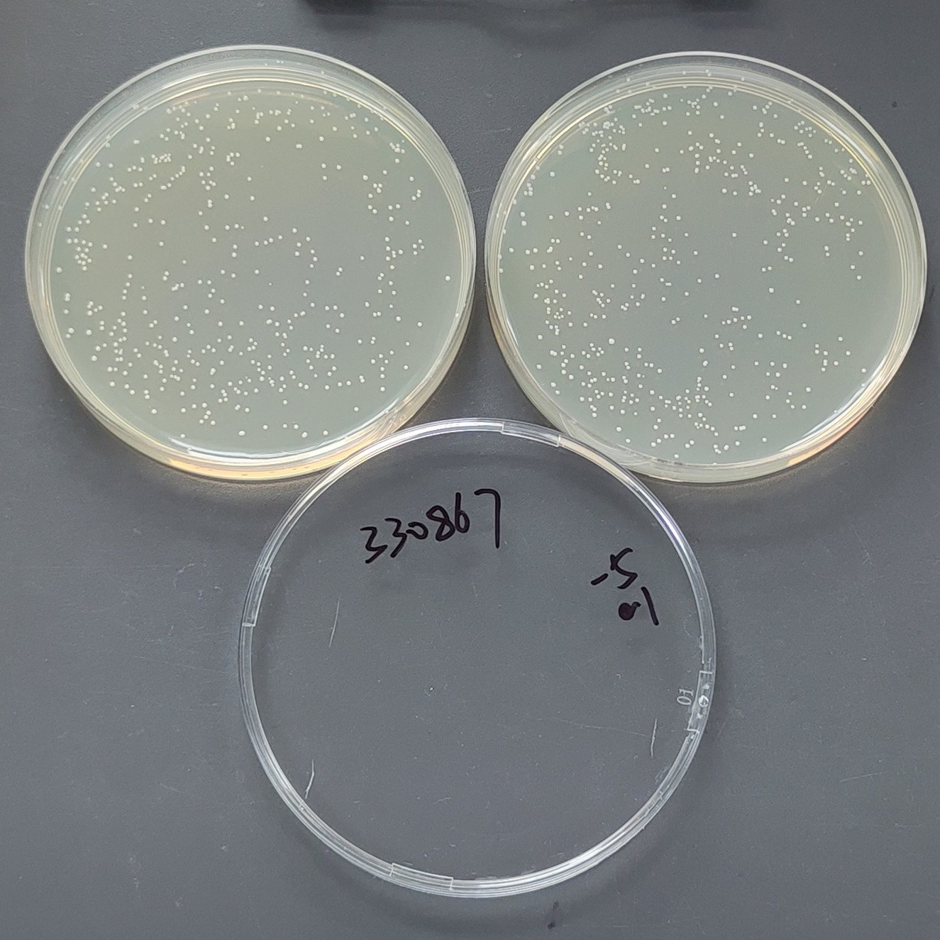 Staphylococcus epidermidis-BNCC