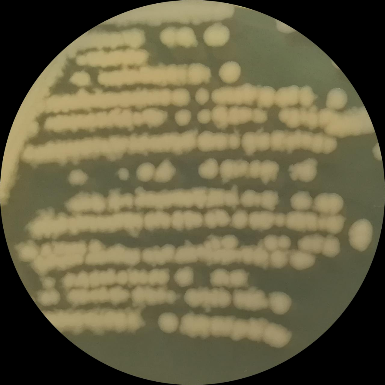 Bacillus genus-BNCC