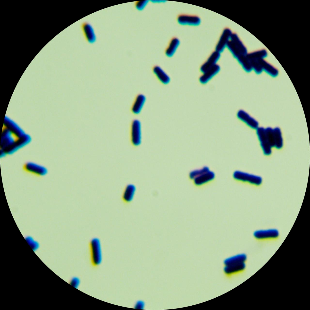 Bacillus genus-BNCC