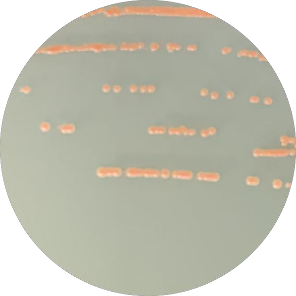 Brewing yeast-BNCC