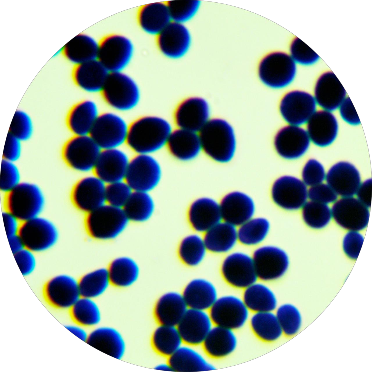 Brewing yeast-BNCC