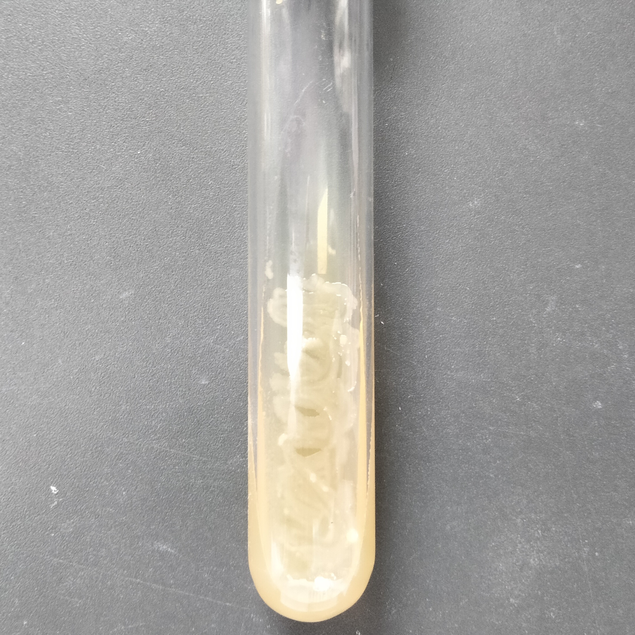 Moraxella mucositis-BNCC