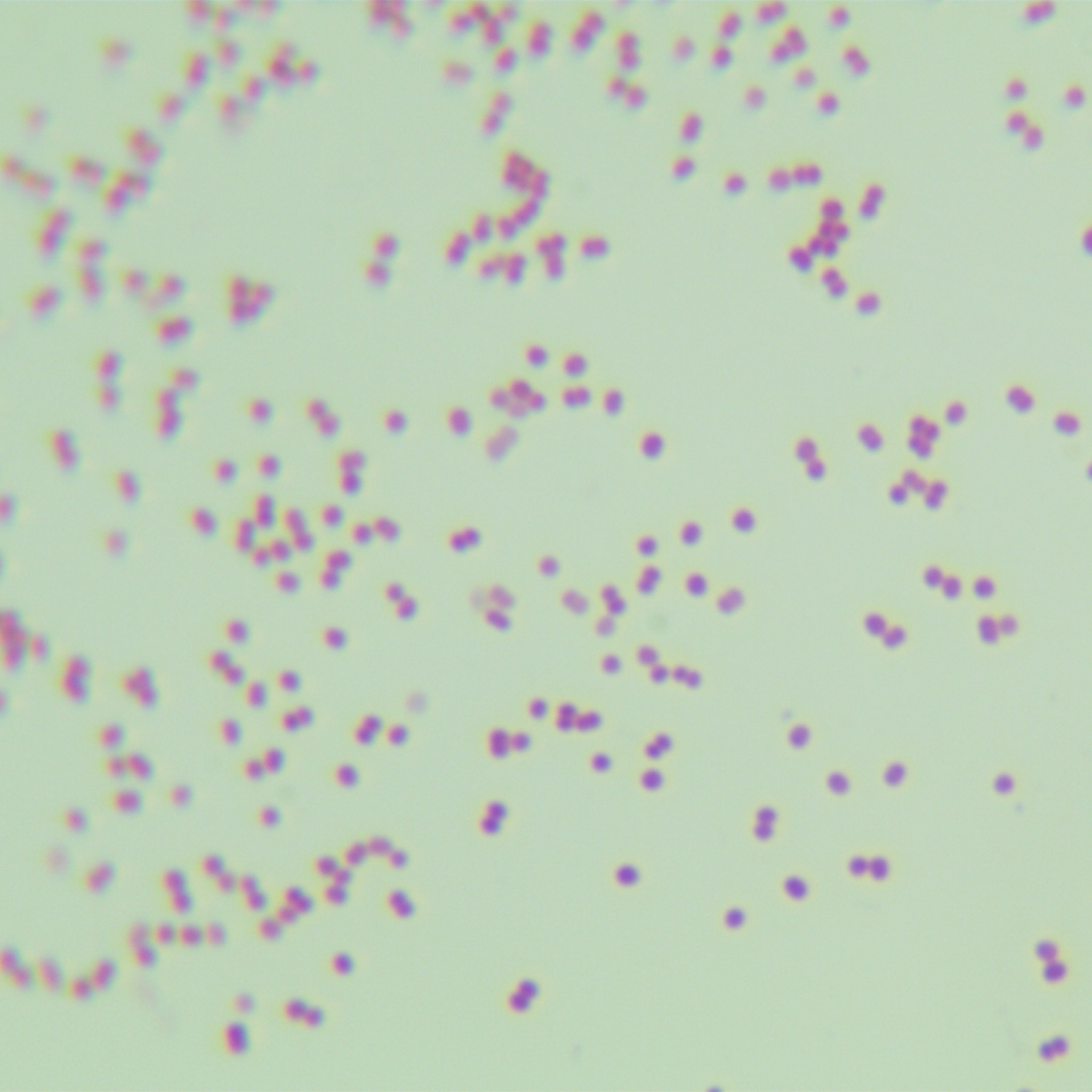 Moraxella mucositis-BNCC