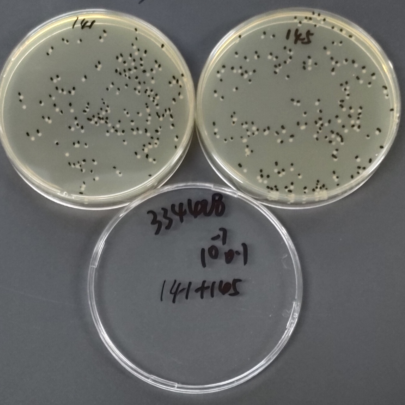 Salmonella enterica serotype of porcine cholera-BNCC