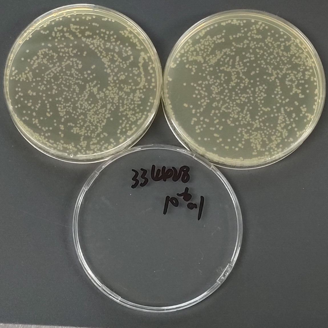 Salmonella enterica serotype of porcine cholera-BNCC