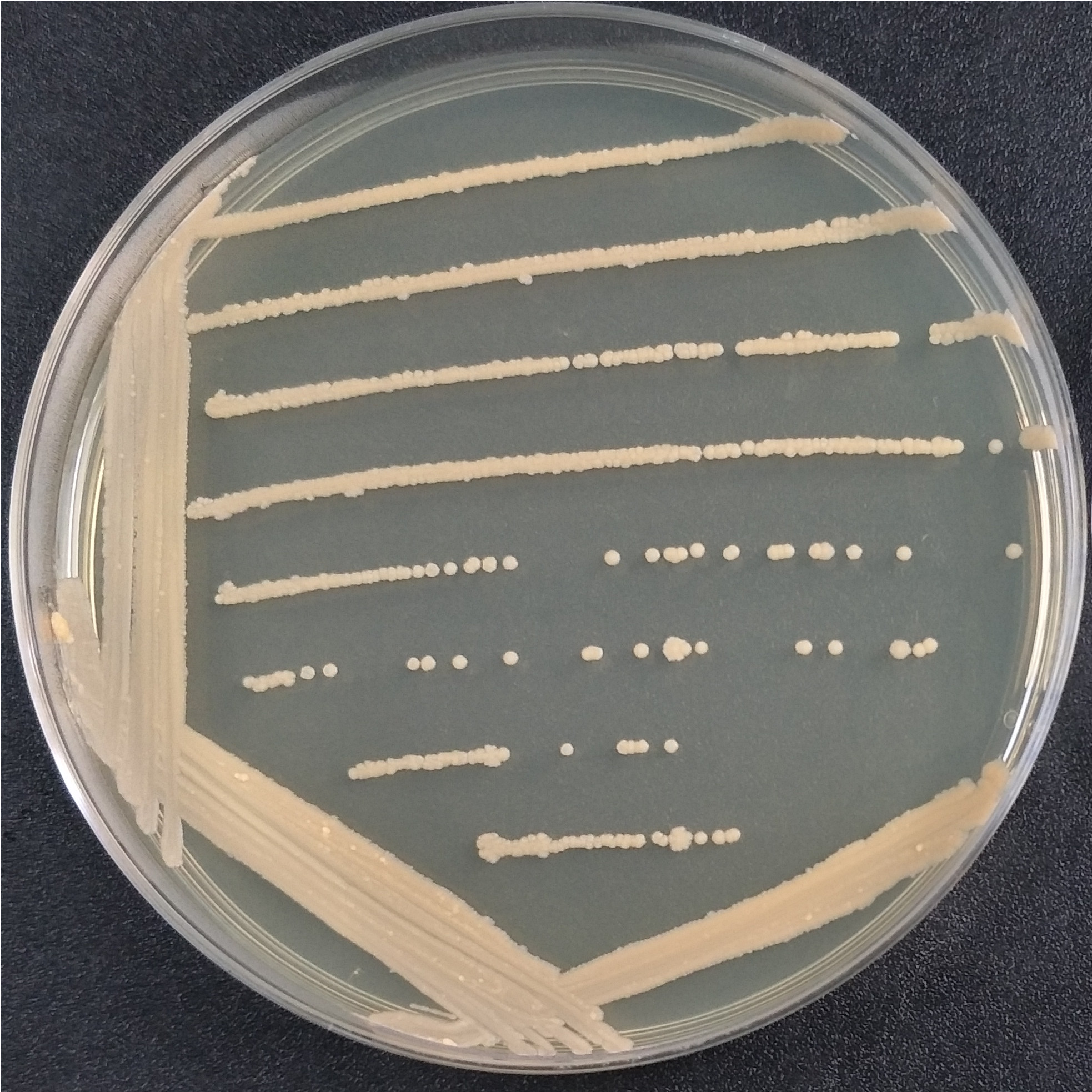 Rhodococcus pyogenes-BNCC